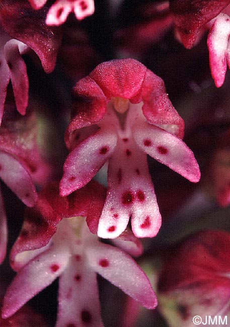 Neotinea ustulata = Orchis ustulata
