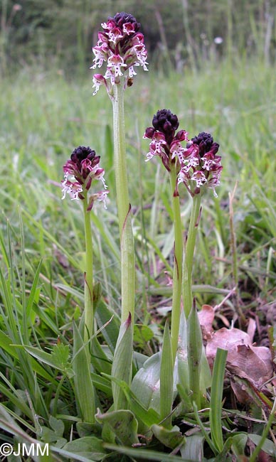 Neotinea ustulata = Orchis ustulata