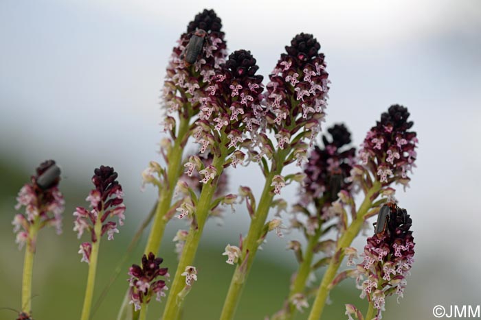 Neotinea ustulata = Orchis ustulata
