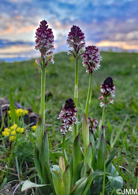 Neotinea ustulata = Orchis ustulata