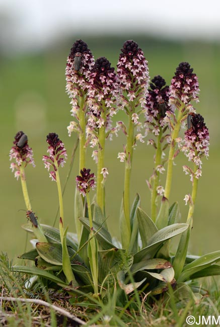 Neotinea ustulata = Orchis ustulata