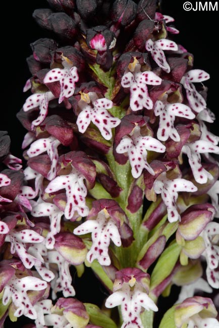 Neotinea ustulata = Orchis ustulata