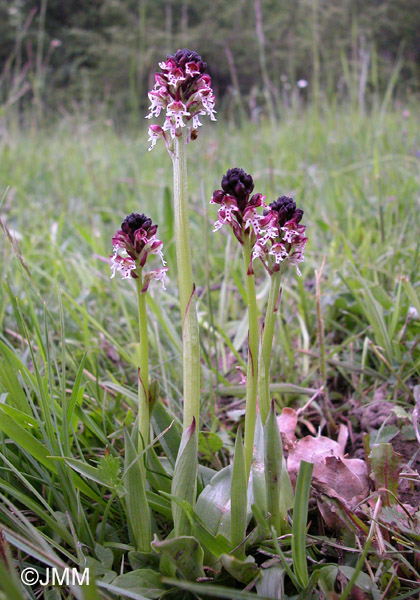 Orchis ustulata 