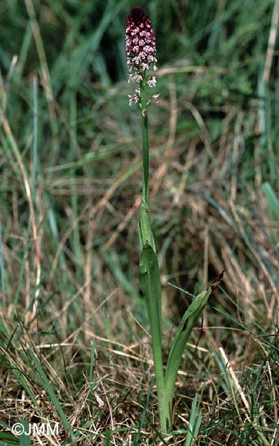 Neotinea ustulata var. aestivalis = Orchis ustulata var. aestivalis