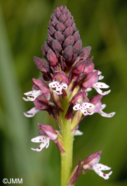 Neotinea ustulata var. aestivalis = Orchis ustulata var. aestivalis