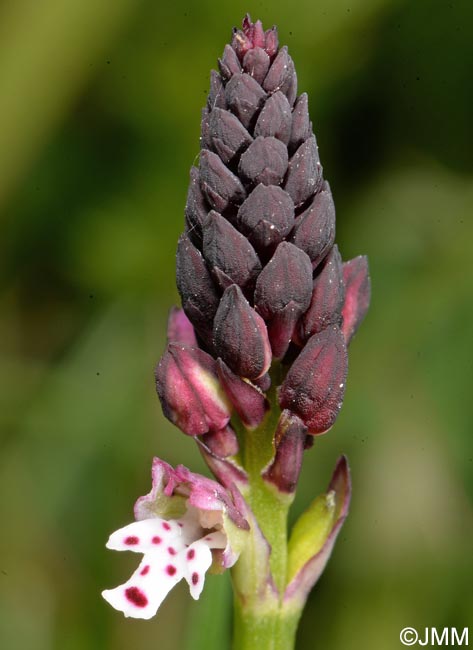 Neotinea ustulata var. aestivalis = Orchis ustulata var. aestivalis
