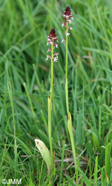 Neotinea ustulata var. aestivalis = Orchis ustulata var. aestivalis
