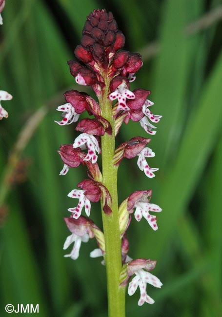 Neotinea ustulata var. aestivalis = Orchis ustulata var. aestivalis