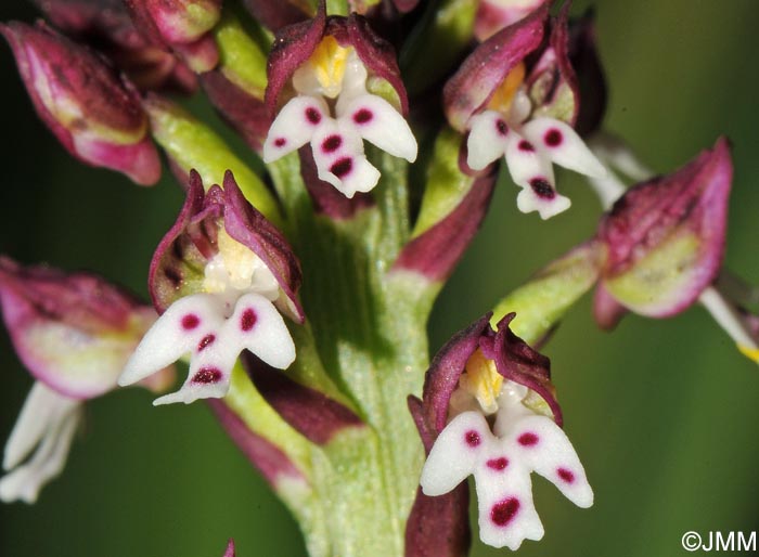 Neotinea ustulata var. aestivalis = Orchis ustulata var. aestivalis