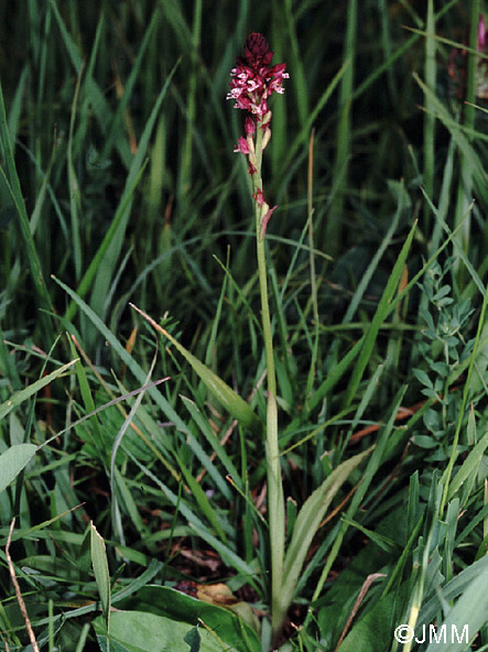 Orchis ustulata subsp. aestivalis