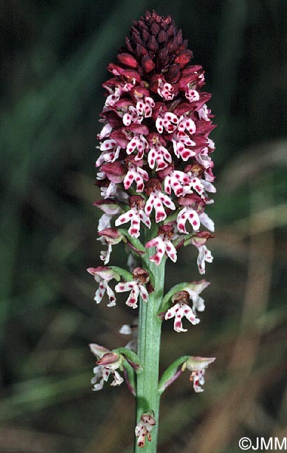 Neotinea ustulata var. aestivalis = Orchis ustulata var. aestivalis