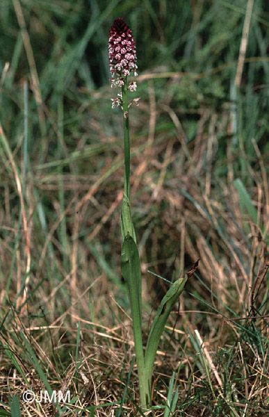 Orchis ustulata subsp. aestivalis
