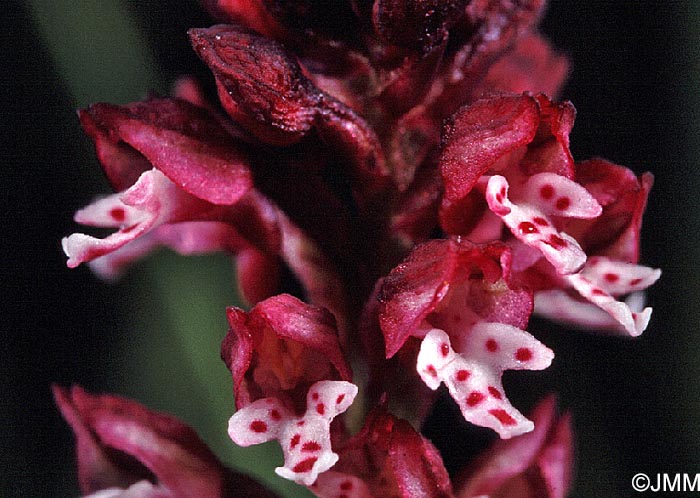 Neotinea ustulata var. aestivalis = Orchis ustulata var. aestivalis