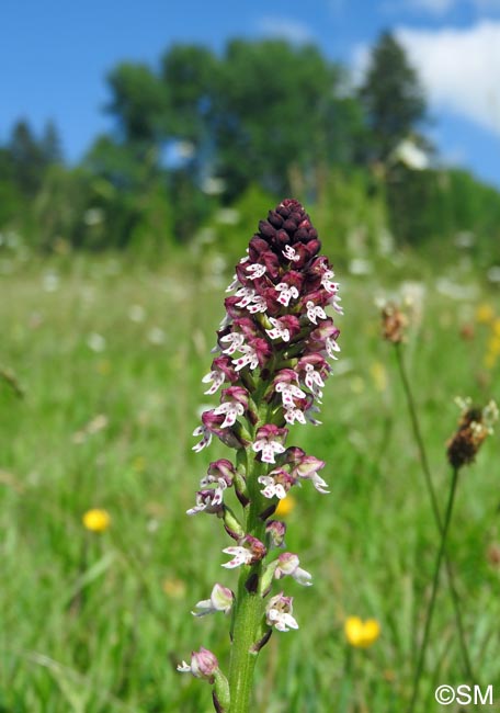 Neotinea ustulata var. aestivalis = Orchis ustulata var. aestivalis