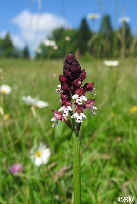 Neotinea ustulata var. aestivalis = Orchis ustulata var. aestivalis