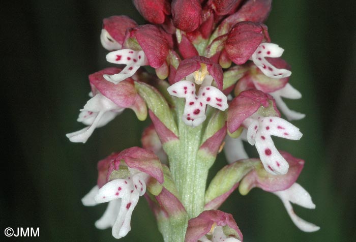Neotinea ustulata var. aestivalis = Orchis ustulata var. aestivalis
