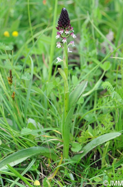 Neotinea ustulata var. aestivalis = Orchis ustulata var. aestivalis