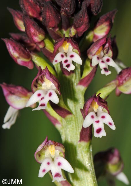 Neotinea ustulata var. aestivalis = Orchis ustulata var. aestivalis