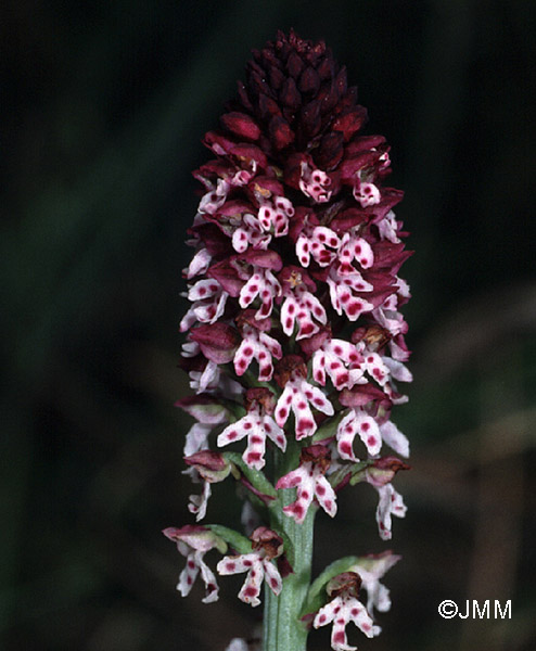 Orchis ustulata subsp. aestivalis