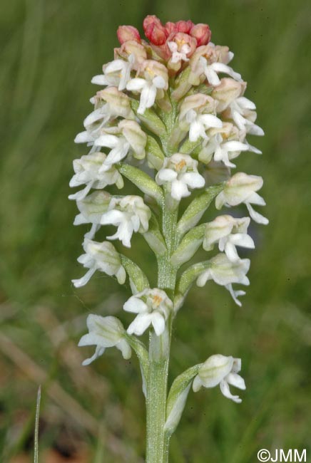 Orchis ustulata f. alba