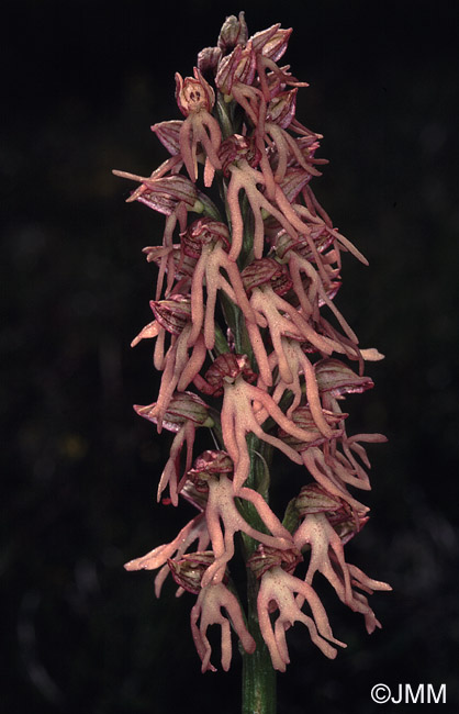 Orchis x bergonii