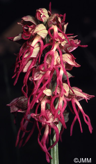 Orchis x bergonii