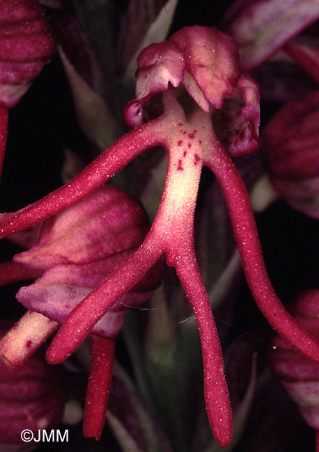 Orchis x bergonii