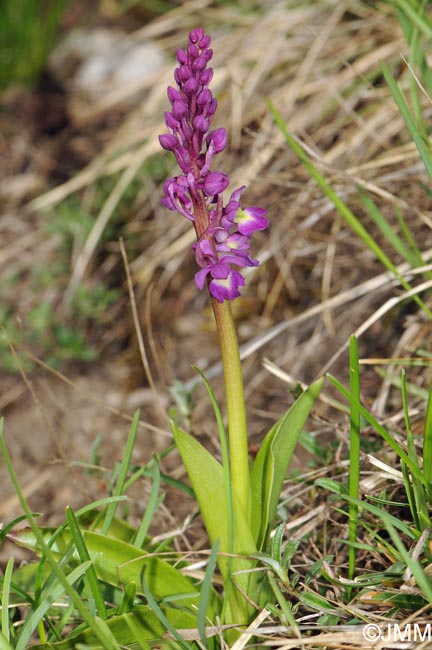 Orchis x kisslingii