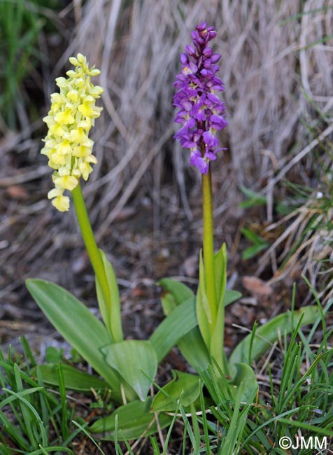 Orchis x kisslingii & Orchis pallens