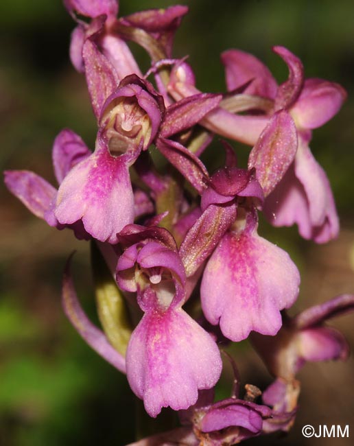 Orchis x klopfensteiniae