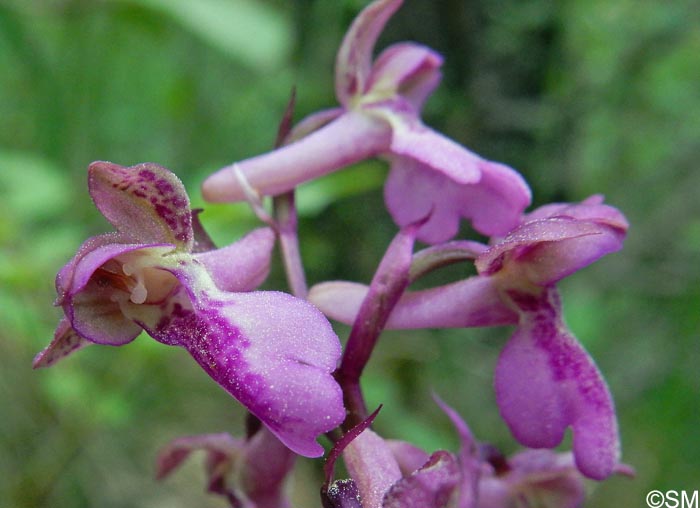 Orchis x klopfensteiniae