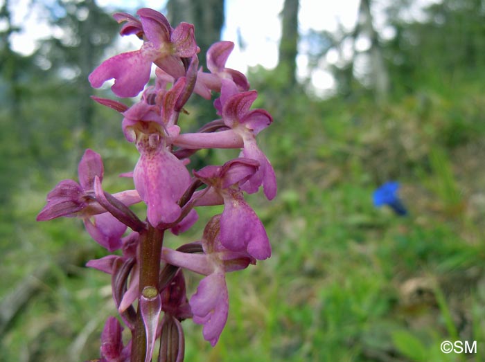 Orchis x klopfensteiniae