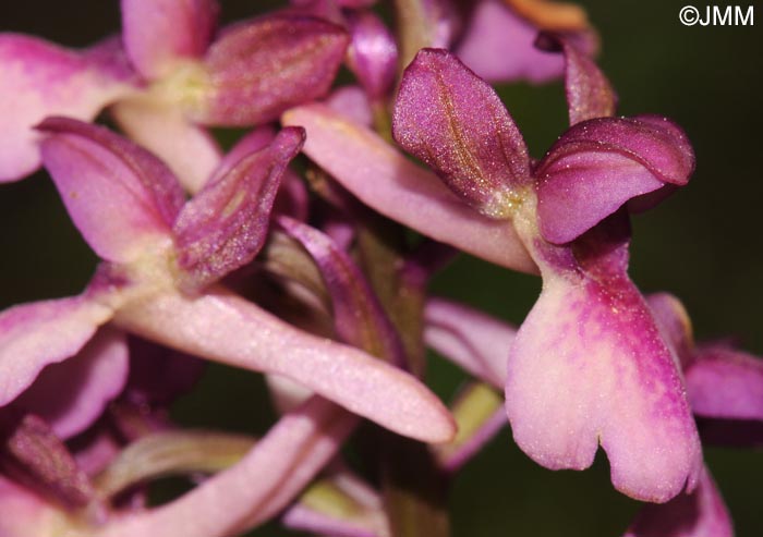 Orchis x klopfensteiniae