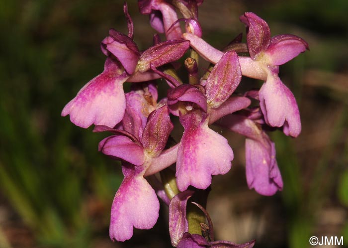 Orchis x klopfensteiniae