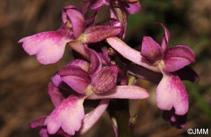 Orchis x klopfensteiniae