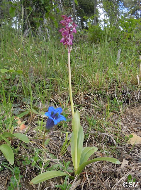 Orchis x klopfensteiniae & Gentiana angustifolia