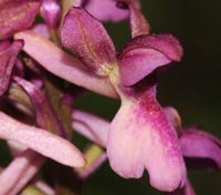 Orchis x klopfensteiniae