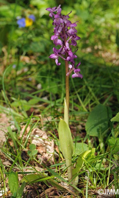 Orchis x loreziana