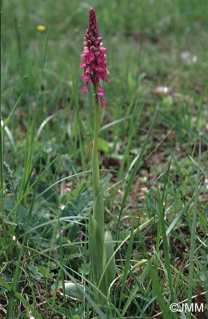 Orchis anthropophora x Orchis militaris