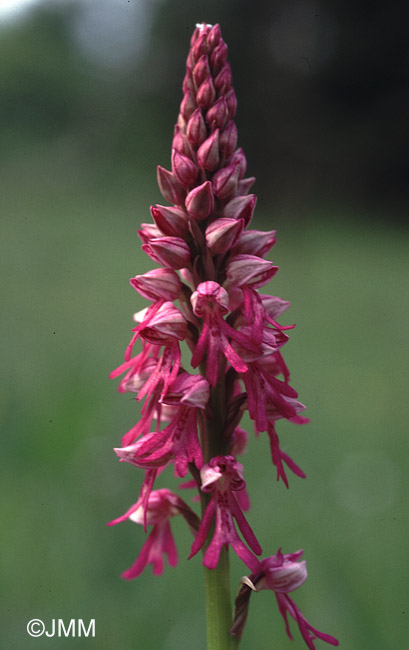 Orchis anthropophora x Orchis militaris