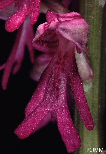 Orchis anthropophora x Orchis militaris