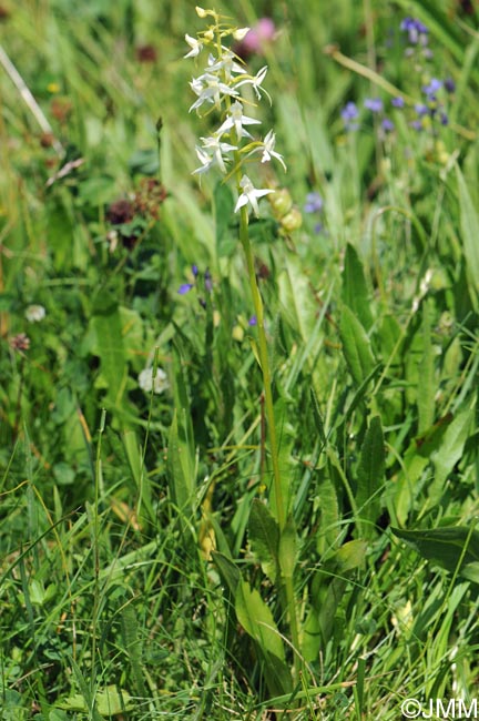 Platanthera bifolia