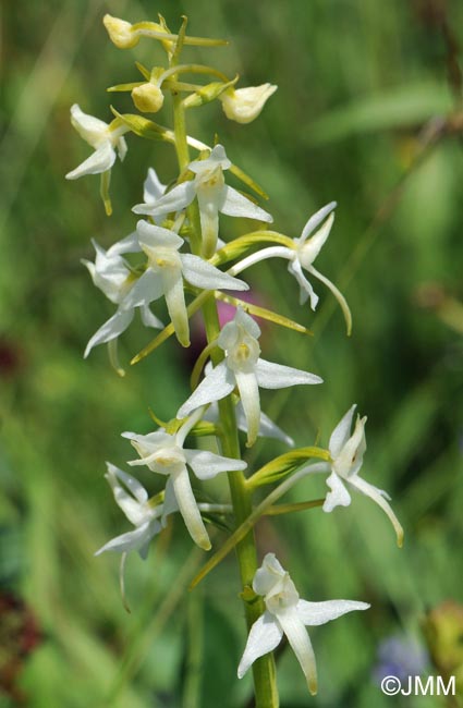 Platanthera bifolia