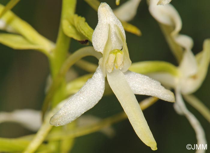 Platanthera bifolia