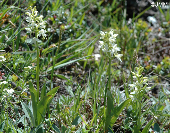 Platanthera bifolia var. subalpina