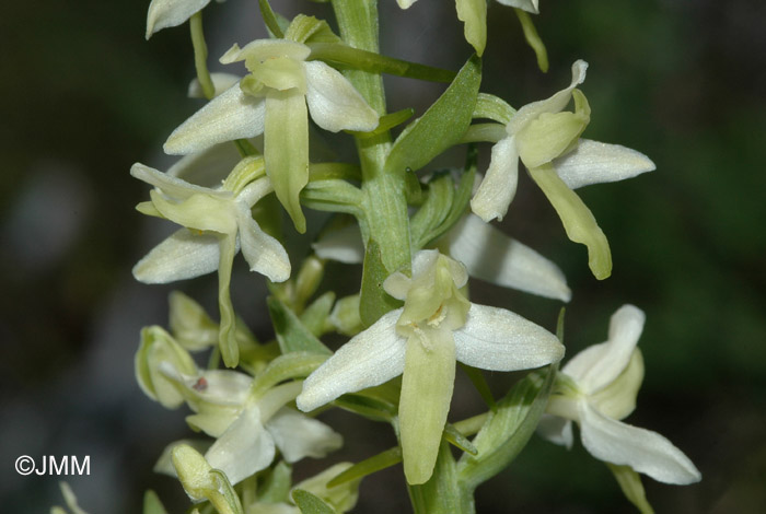 Platanthera bifolia var. subalpina