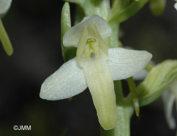 Platanthera bifolia var. subalpina