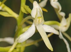 Platanthera bifolia