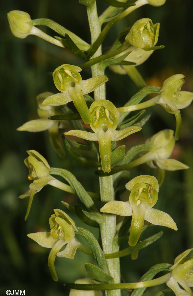 Platanthera chlorantha