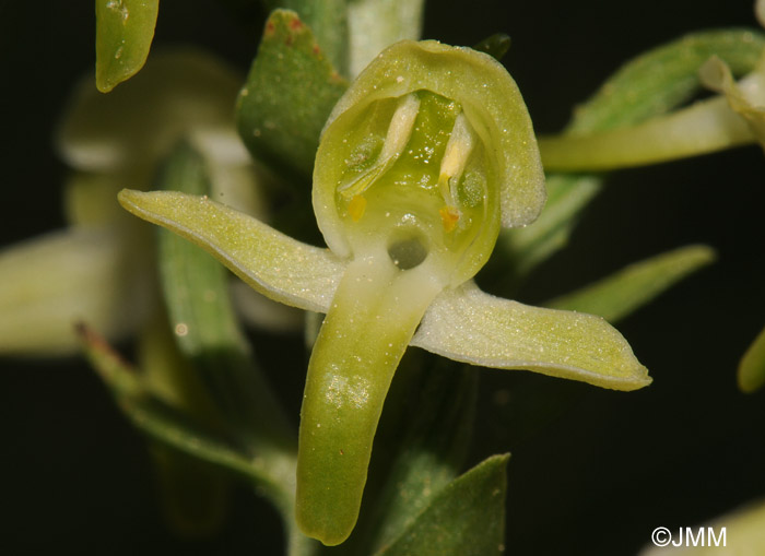 Platanthera chlorantha